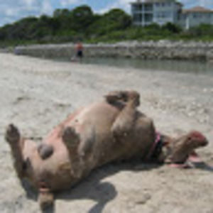 Meet your Posher, Reva